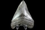 Serrated, Fossil Megalodon Tooth - Georgia #83938-1